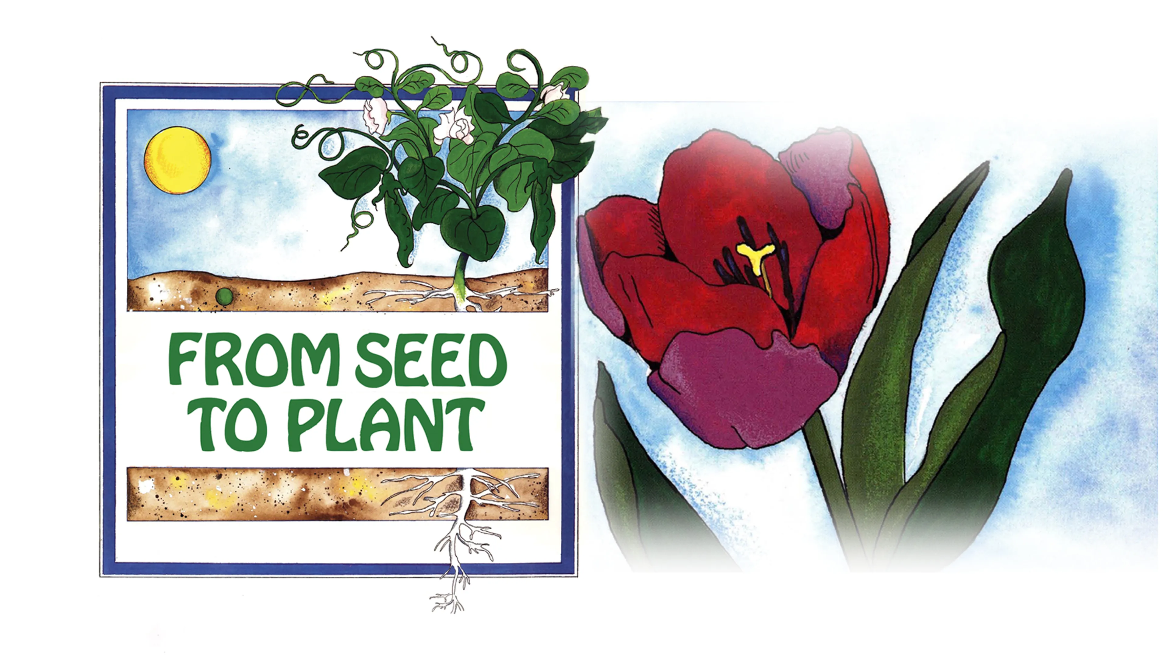 From Seed to Plant poster
